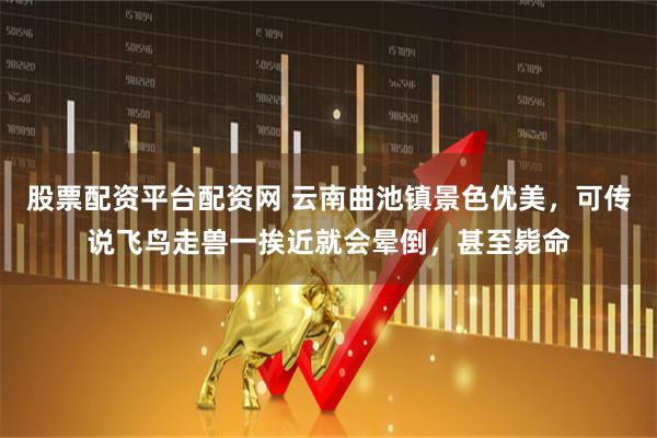 股票配资平台配资网 云南曲池镇景色优美，可传说飞鸟走兽一挨近就会晕倒，甚至毙命